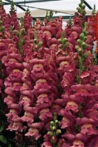 30 Of Antirrhinum Opus Lavender Snapdragon Flower Seeds - Fragrant - $9.99