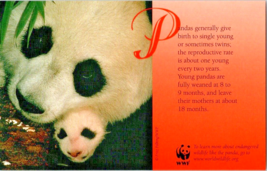Postcard Panda with Baby Endangered Species 5.5 x 3.5 Inches - £3.98 GBP