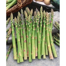Fresh Garden  100 Mary Washington Asparag Seeds NON-GMO Heirloom  - £7.32 GBP