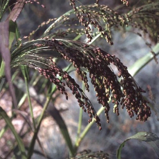Violet Panic Grass Seeds 100 Ornamental Grass Seeds Switch Grass - $17.22