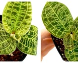 50 Seeds Macodes petola (Lightning Jewel Orchid) Fresh Garden - £27.92 GBP