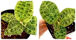 50 Seeds Macodes petola (Lightning Jewel Orchid) Fresh Garden - £27.92 GBP