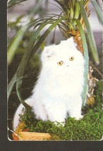 Latvia Riga USSR stils 1991 Fauna animal white cat kitten pusy-cat - £1.99 GBP