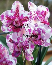 50 Seeds Pink Moth Orchid Flower (Phalaenopsis Spp.) From US  - £8.10 GBP