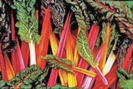 Swiss Chard Rainbow Mixture Heirloom Vegetable By Seed Kingdom 300 Seeds... - £11.94 GBP