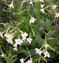 20 Nicotiana Alata Seeds Jasmine Flowering TobaccoFrom US  - $8.35