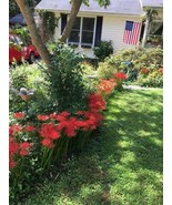 SRN Red Spider Perennial Lily Flower Absolutely Beautiful 25 Seeds Garden - $11.26