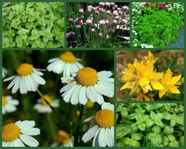 6 &quot;herb garden&quot; special, full size packs, heirloom herb seeds, non-gmo h... - £12.04 GBP