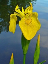 Live Plant Bareroot Iris pseudacorus Yellow Iris Freshly Collected - £22.81 GBP