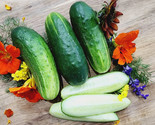 50 Seeds Wisconsin Smr58 Cucumber Seeds Pickling Heirloom Organic Non Gm... - $8.99