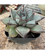 Echeveria Purpusorum - 100 Seeds - $23.87