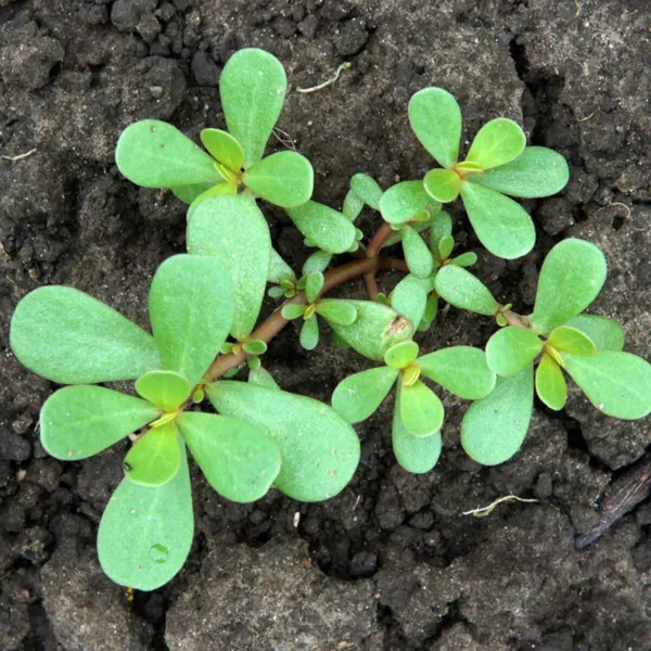 Purslane Common (Portulaca Oleracea) Seeds Organic Fresh Seeds - $15.76