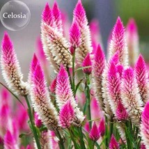 White Pink Celosia Spicata Woolflower 50 Seeds Strong Fragrant Herb Flowers E370 - $9.86