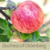 Duchess of Oldenburg Apple 3 dormant scion cuttings for grafting - $18.00