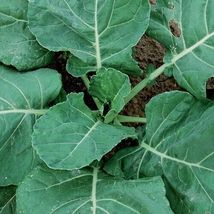 50 Seeds Collard Greens Seed, Vates, Heirloom, Organic, Non Gmo, - £5.99 GBP