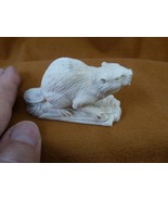 (BEAV-W10) medium white beaver shed moose ANTLER figurine Bali detailed ... - $1,901.25 MXN