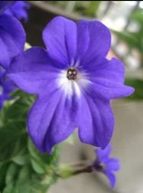 100 Seeds Browallia Amethyst Flower / Bush Violet Flower Seeds Beautiful - $7.32