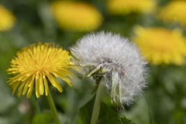 Dandelion, Taraxacum - 300 Seeds Fresh Gardening USA SELLER - £4.61 GBP