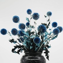 20 Balls Dried Blue Thistle Flowers Bouquet 15&quot; Preserved Echinops Globe... - £31.06 GBP