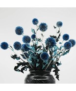 20 Balls Dried Blue Thistle Flowers Bouquet 15&quot; Preserved Echinops Globe... - £31.09 GBP
