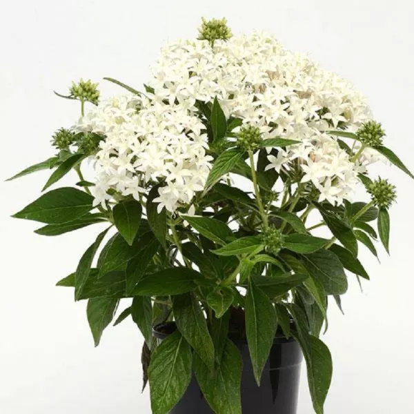 Pentas Lucky Star White 25 Pelleted Seeds Pentas Seeds Fresh Garden - £14.49 GBP