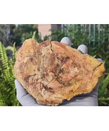 Petrified Wood Stone Decorative Crystal Slice (M06) - $552.96 MXN