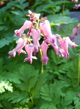 10 Fringed Fern Leaf Bleeding Heart Dicentra Eximia Pink Flower Seeds Fresh Seed - $14.50