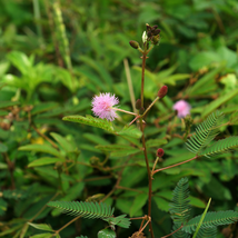 Sensitive Plant Grass Flower Bonsai 100 PCS Seeds - $11.03