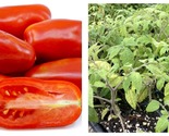 Lot Of 3 San Marzano Red Pear Shaped Tomato Live Plants 6 To 10 Inches 6... - £36.12 GBP