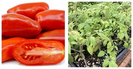 Lot Of 3 San Marzano Red Pear Shaped Tomato Live Plants 6 To 10 Inches 6... - £36.11 GBP