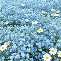 Small Hydrangea Plant seeds, Courtyard Fence Base Plants  - $6.00