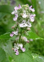 200 Lemon Lemony Catnip Nepeta Catara Citrodoria Herb Flower Seeds From US - $8.35