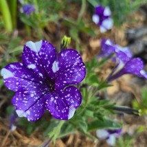 Best USA Seller Petunias Annual 20 Seeds - £10.41 GBP