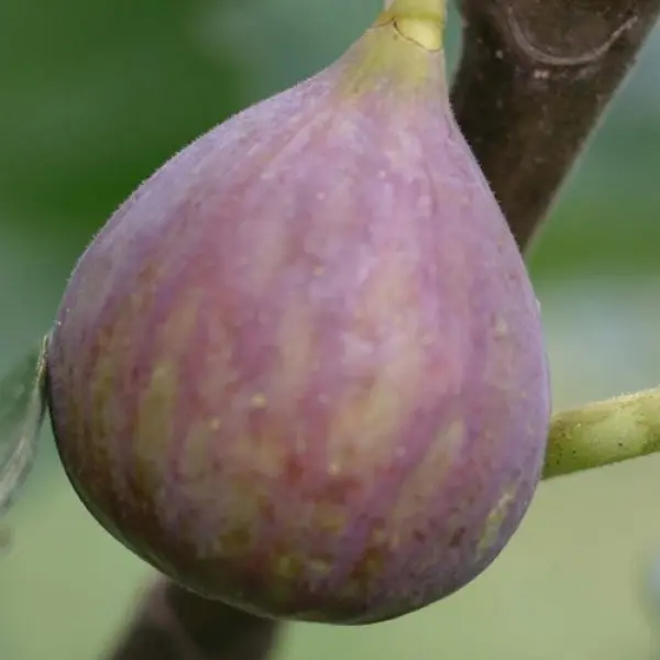 2 Live Plants Fig Trees “Celeste ” COLD HARDY - $40.00