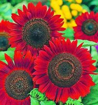 OK 25 Seeds Sunflower Seeds- Vibrant Red Velvet Queen, Heirloom - £6.21 GBP