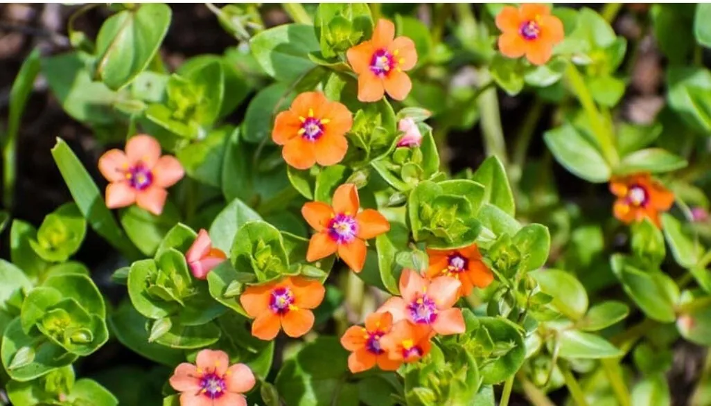 100 Scarlet Pimpernel Herb Seeds Bird&#39;S Eye, Burnet Rose USA Seller - $8.48