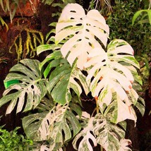 Palm Tree Turtle Leaves Monstera Variegated Seeds Rare Tree Mixed color Ornament - £4.70 GBP