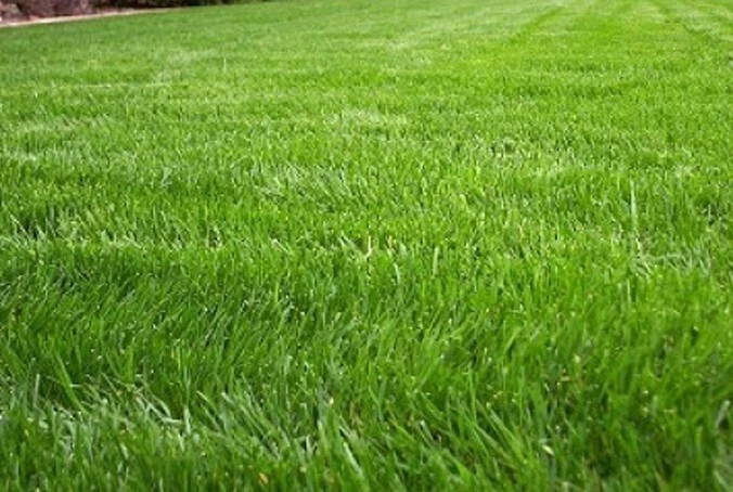 Annual Rye Grass Lawn Seed Cool Season Pasture Forage Cover Crop Erosion - $28.61