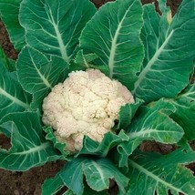 PS Snowball Y Cauliflower 50 Garden Seeds Fast Grow - $166.68 MXN