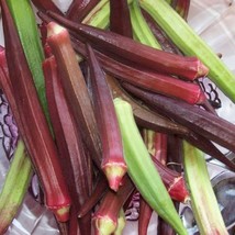 USA SELLER New 150 Red Burgundy Okra Abelmoscgus Esculentus Vegetable Seeds - $14.90