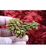 (PP280-419) 2&quot; Genuine Fossil TURTLE POOP Coprolite Madagascar DUNG Gag ... - €14,59 EUR