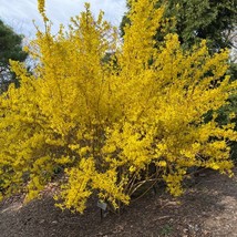 Il 700x700.4870355769 qnsb thumb200