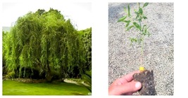 New! ( 1 )Golden Curls Corkscrew Weeping Willow Starter Plant ( LG ) ( 1 plant ) - £25.16 GBP