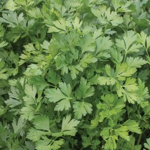 THJAR PARSLEY 15 FRESH HERB SEEDS FREE USA SHIPPING - $2.38