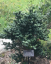 Ilex Crenata ‘Dwarf Pagoda’ Japanese Holly 2 year old plant - £17.44 GBP