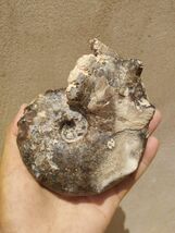 Item image 14