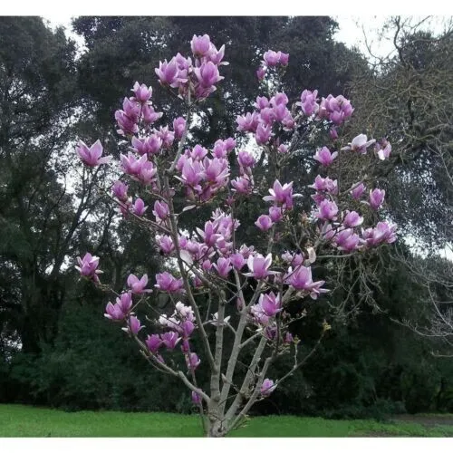 5 Magnolia Seeds Fragrant Flowers Tulip Fresh Garden - £8.21 GBP