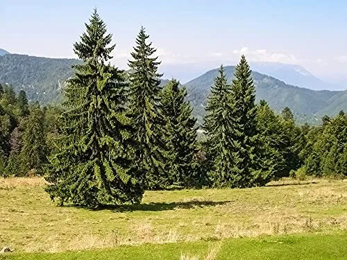 Norway Spruce Tree Seeds 50 Seeds Beautiful Evergreen Tree Seeds Picea Abi Garde - $18.98