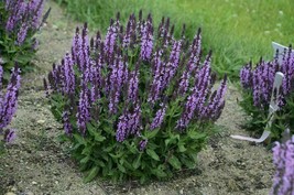 Woodland Sage - Balkan Clary - Salvia nemorosa - 50 seeds (F 142) - £1.56 GBP