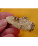 (F302-9) Genuine Fossil Oreodont Merycoidodon Culbertsoni PARTIAL JAW BO... - $19.22 CAD